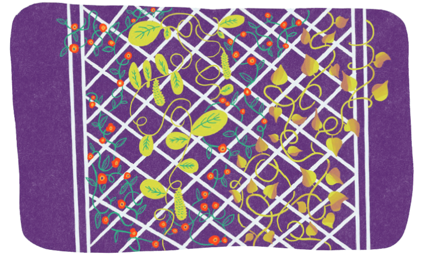 Decorative illustration: white crossing lines resemble a fence with green, yellow, and orange plants climbing along the fence on a purple background. 